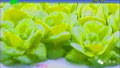 三安集團70億布局LED植物照明工廠，年產值預計超80億