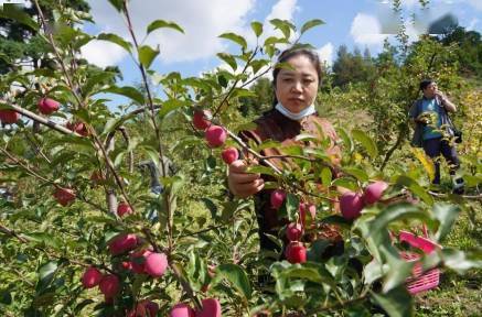 瓜果飄香采摘忙，架起鄉村振興富民路